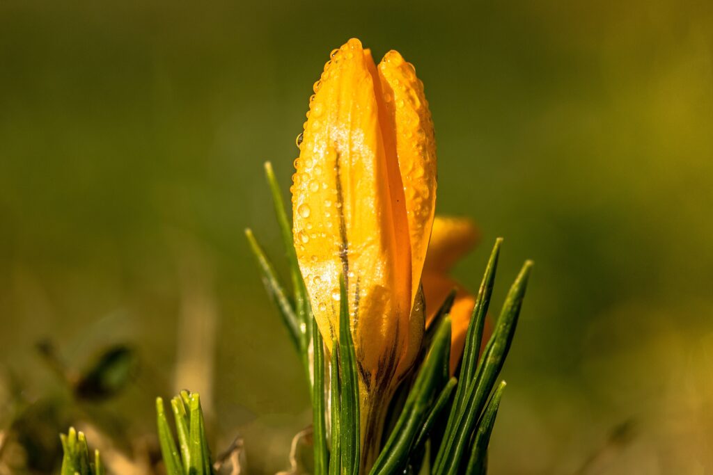 Vibrant Yellow Crocus Flower with Dewdrops on Blurred Green Background Wallpaper