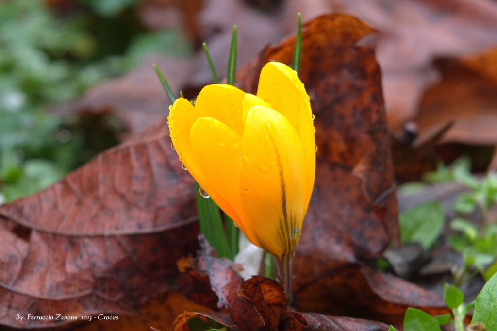 Vibrant Yellow Crocus Flower Wallpaper with Water Droplets & Leaves