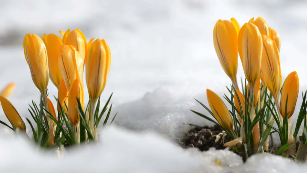 Vibrant Yellow Crocus Flowers in Snow - Spring Desktop Background Wallpaper
