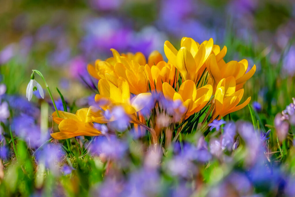 Vibrant Yellow Crocus Wallpaper with Soft Purple Green Background