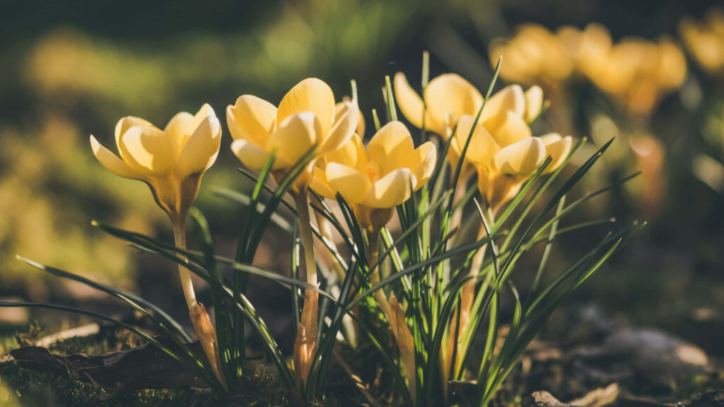 Yellow Crocuses Blooming: Serene Desktop Wallpaper Background
