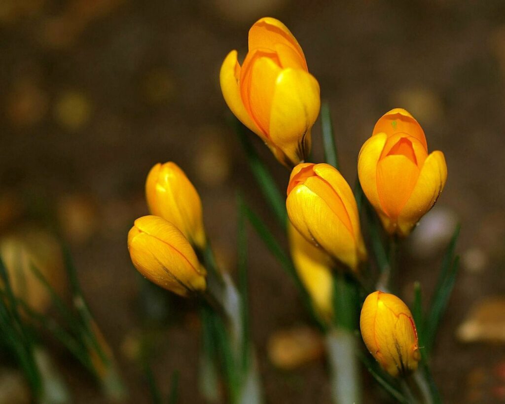 Spring Blooms: Vibrant Yellow Crocuses Wallpaper 1280x1024