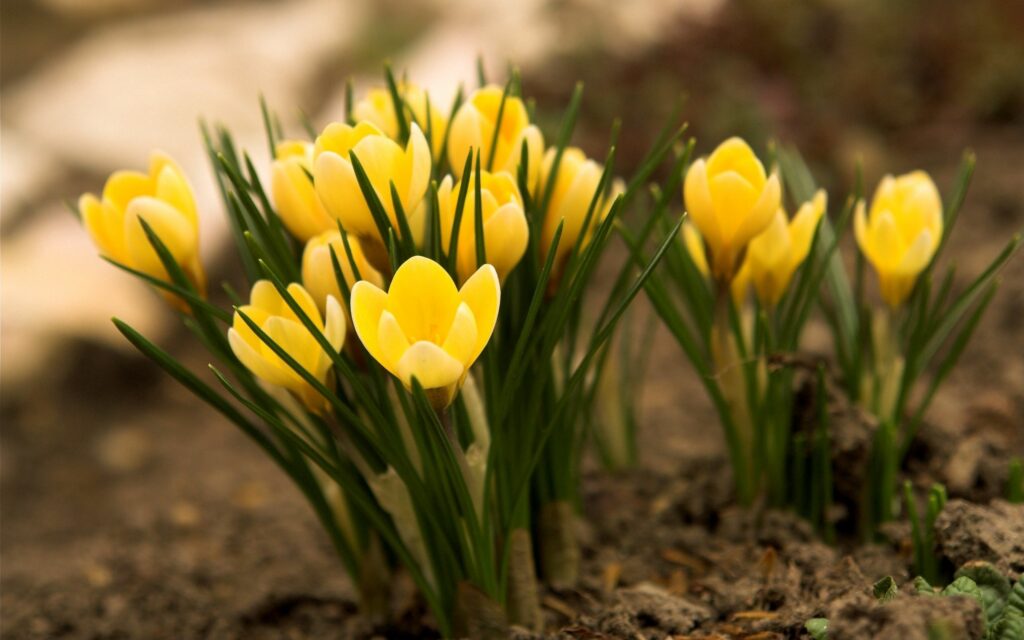 Vibrant Yellow Crocuses in Earthy Soil - Spring Background Image Wallpaper
