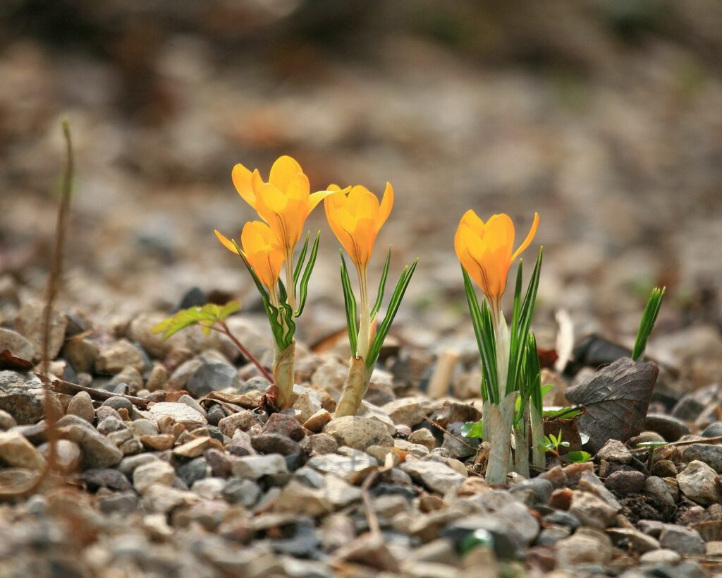 Vibrant Yellow Crocuses Amidst Rocks - Spring Renewal Wallpaper