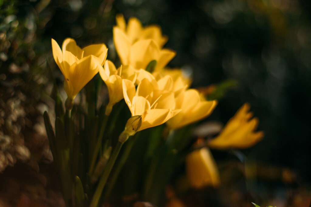 Spring Bliss: Vibrant Yellow Crocuses Wallpaper with Lush Greenery