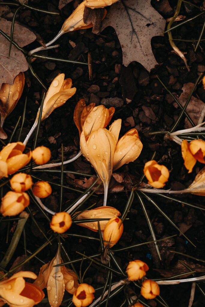 Vibrant Yellow Crocuses Macro with Water Droplets - Nature Wallpaper