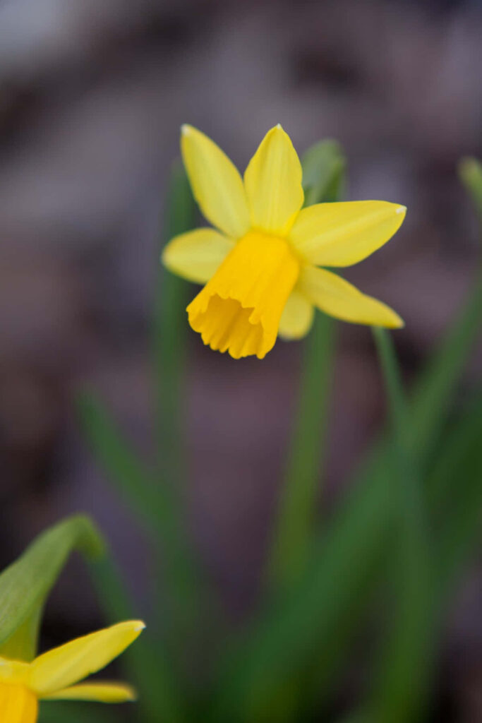 Vibrant Yellow Daffodil Blooms in Lush Spring Wallpaper Background