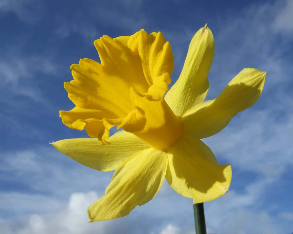 Bright Yellow Daffodil Close-Up Wallpaper Against Blue Sky