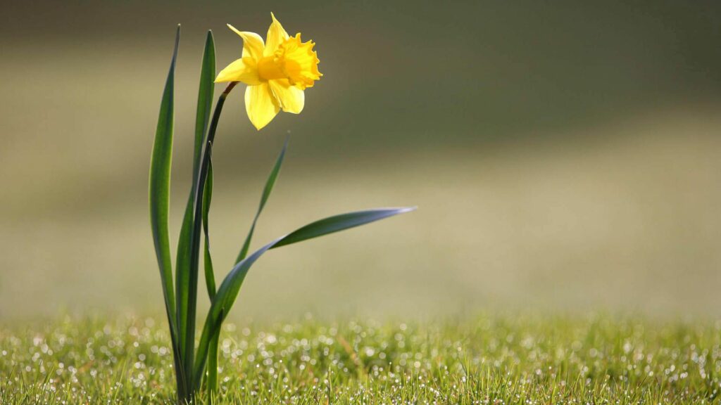 Vibrant Yellow Daffodil in Green Grass - Serene Wallpaper Background