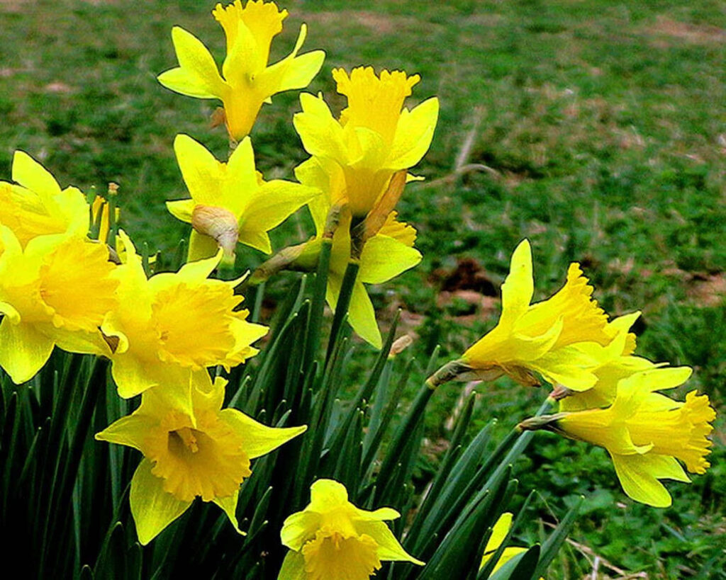 Cheerful Daffodil Wallpaper: Vibrant Yellow Flowers on Green Field