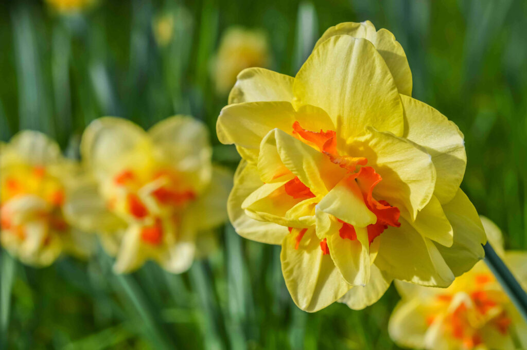 Vibrant Yellow Daffodil Flower Wallpaper: Spring's Fresh Beauty