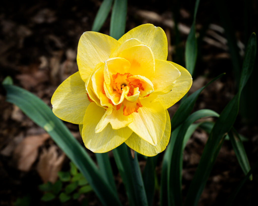 Vibrant Yellow Daffodil Wallpaper: Spring's Natural Beauty Background