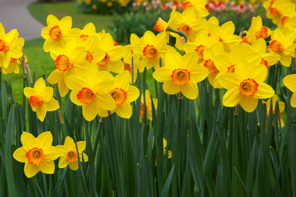 Bright Yellow Daffodil Wallpaper: Spring Sunlit Garden Background