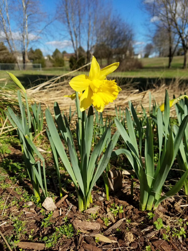 Cheerful Spring Daffodil in Sunlit Field - Wallpaper Background