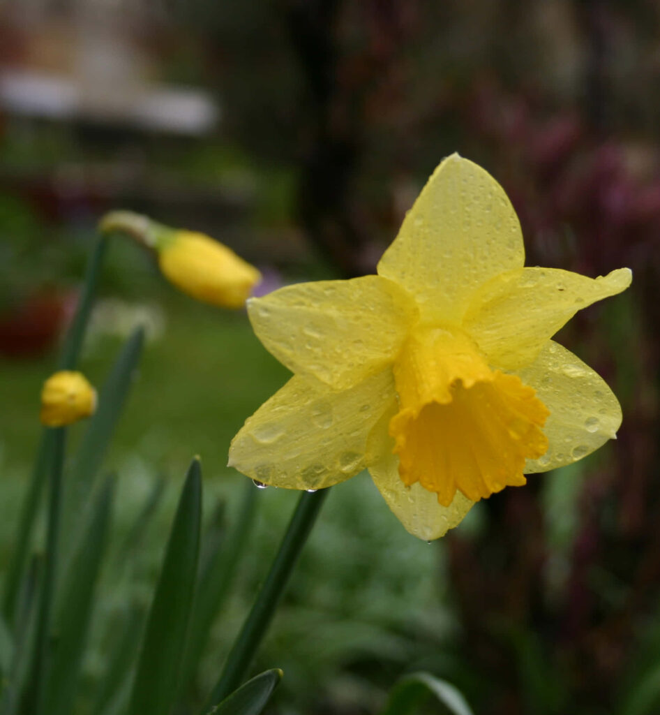 Vibrant Yellow Daffodil with Dewdrops - Cheerful Wallpaper Background