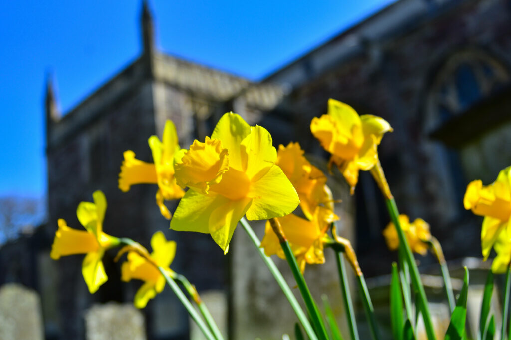 Vibrant Daffodils Against Historic Castle Wall - Serene Wallpaper