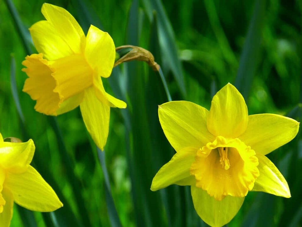 Vibrant Daffodil Wallpaper: Spring Blooms on a Green Background