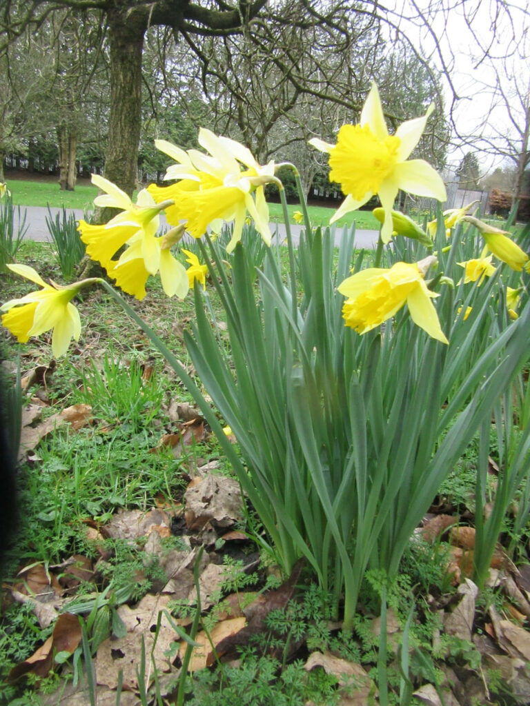 Vibrant Yellow Daffodils Wallpaper: Serene Nature Background