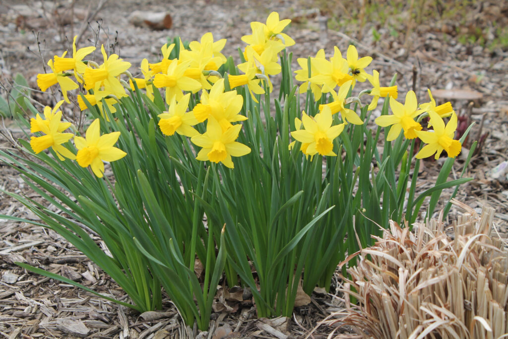 Vibrant Yellow Daffodils: Spring Beauty Wallpaper Background