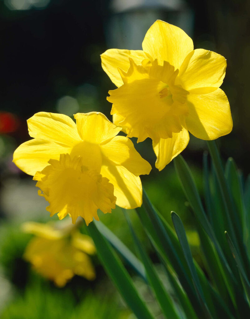 Vibrant Yellow Daffodils Wallpaper - Spring Beauty Background