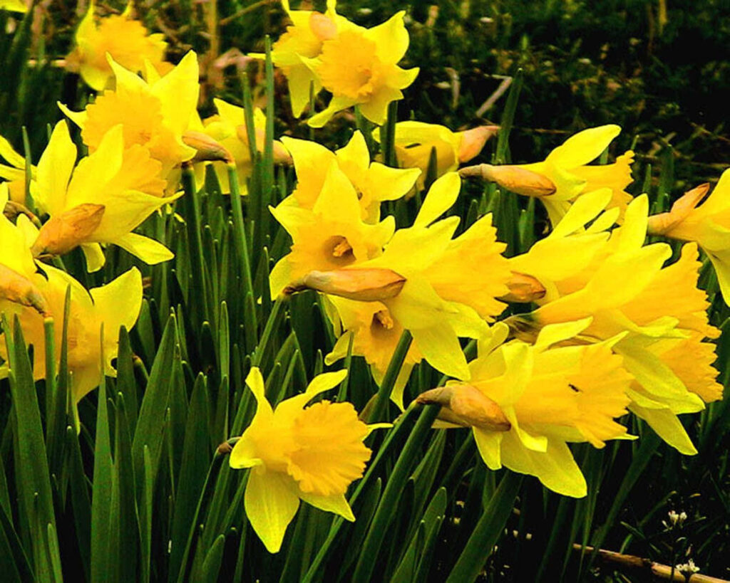 Vibrant Yellow Daffodils Wallpaper: Cheerful Springtime Background