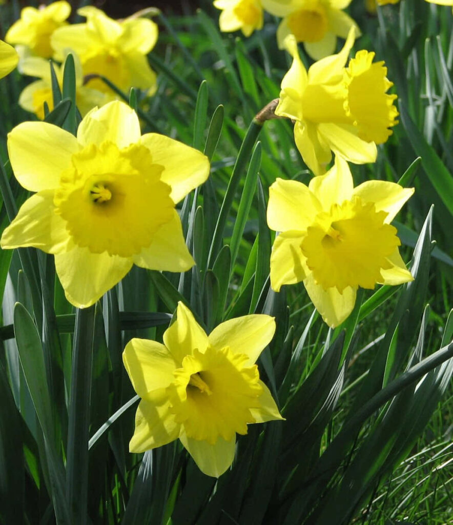 Vibrant Yellow Daffodils Wallpaper: Fresh Springtime Background