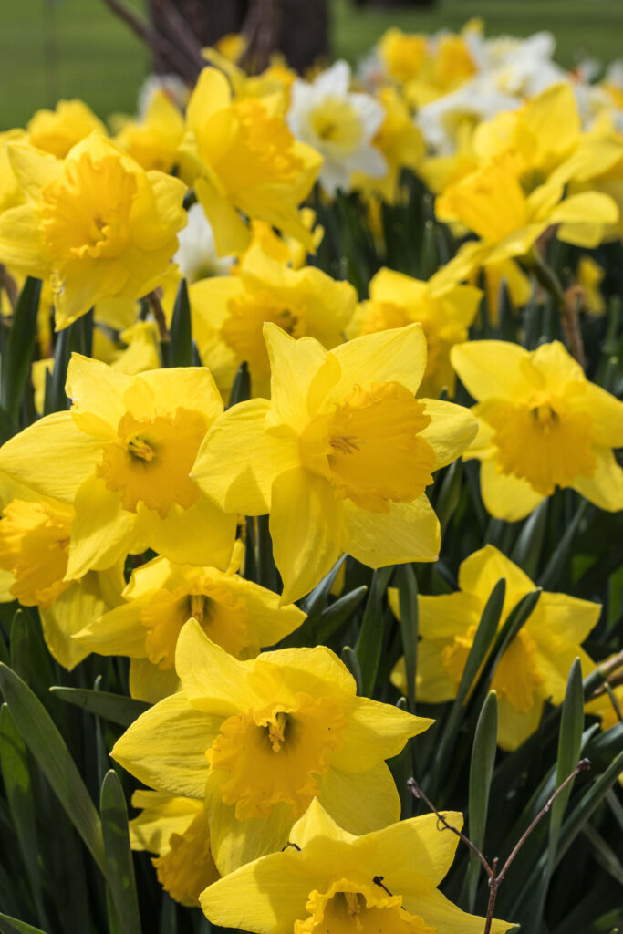 Vibrant Daffodil Wallpaper: Spring's Blooming Beauty in Green Meadow