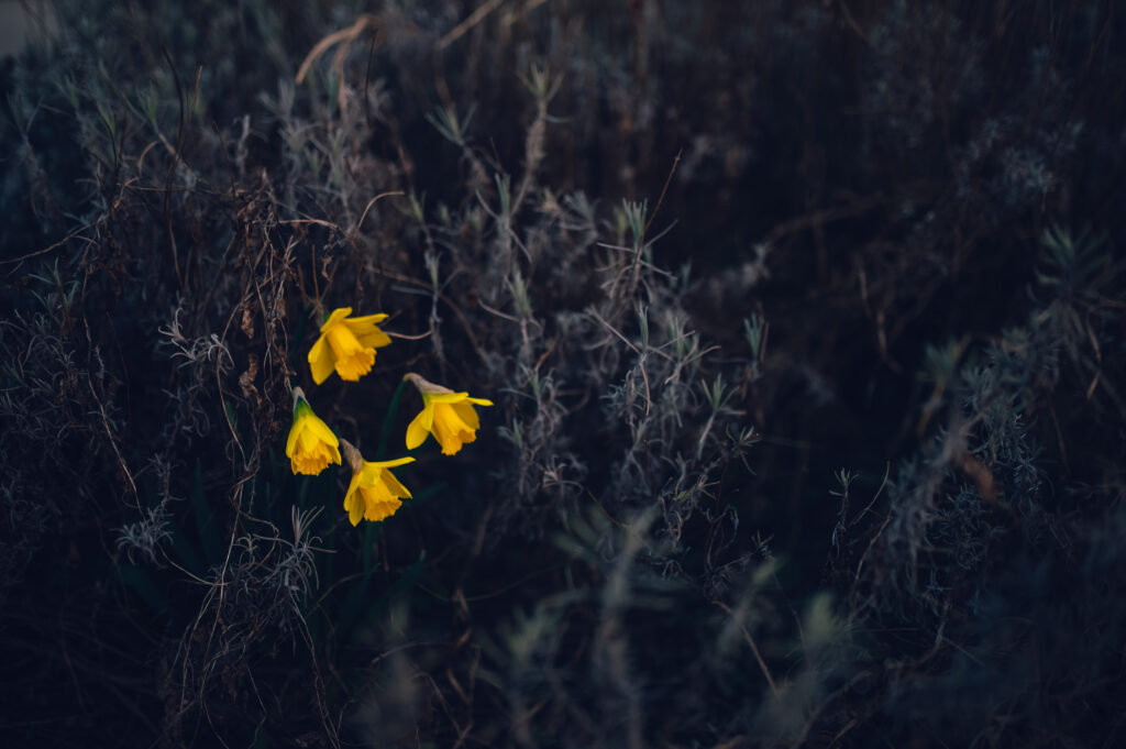 Vibrant Yellow Daffodils Wallpaper Against Dark Textured Background