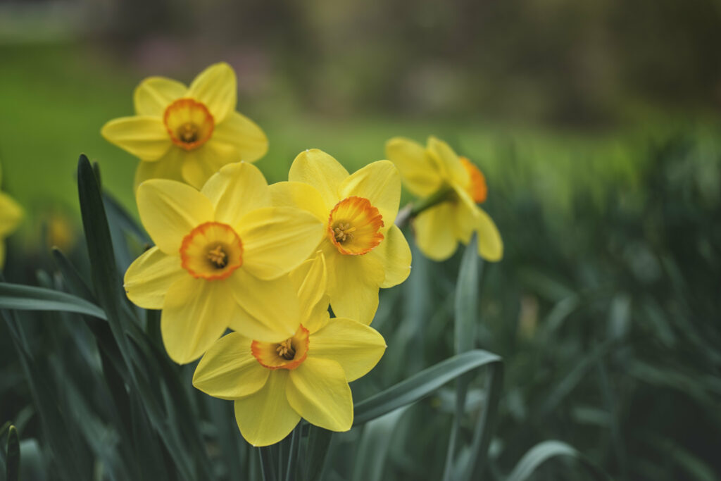 Vibrant Yellow Daffodils on Lush Green Background - Cheerful Wallpaper