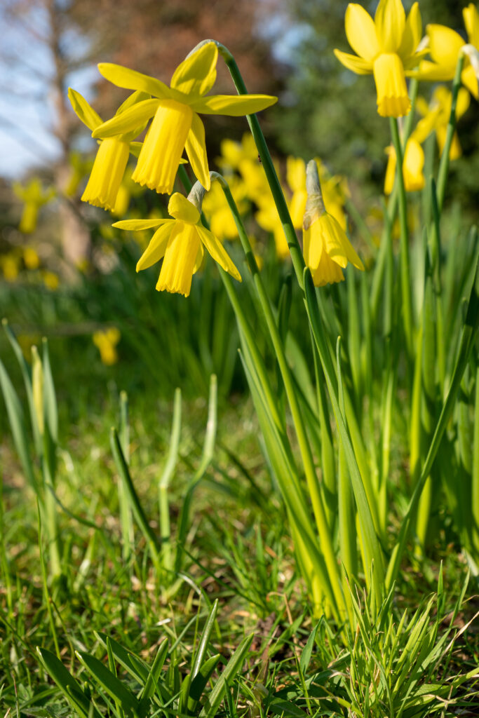 Vibrant Yellow Daffodils Wallpaper Against Lush Green Background