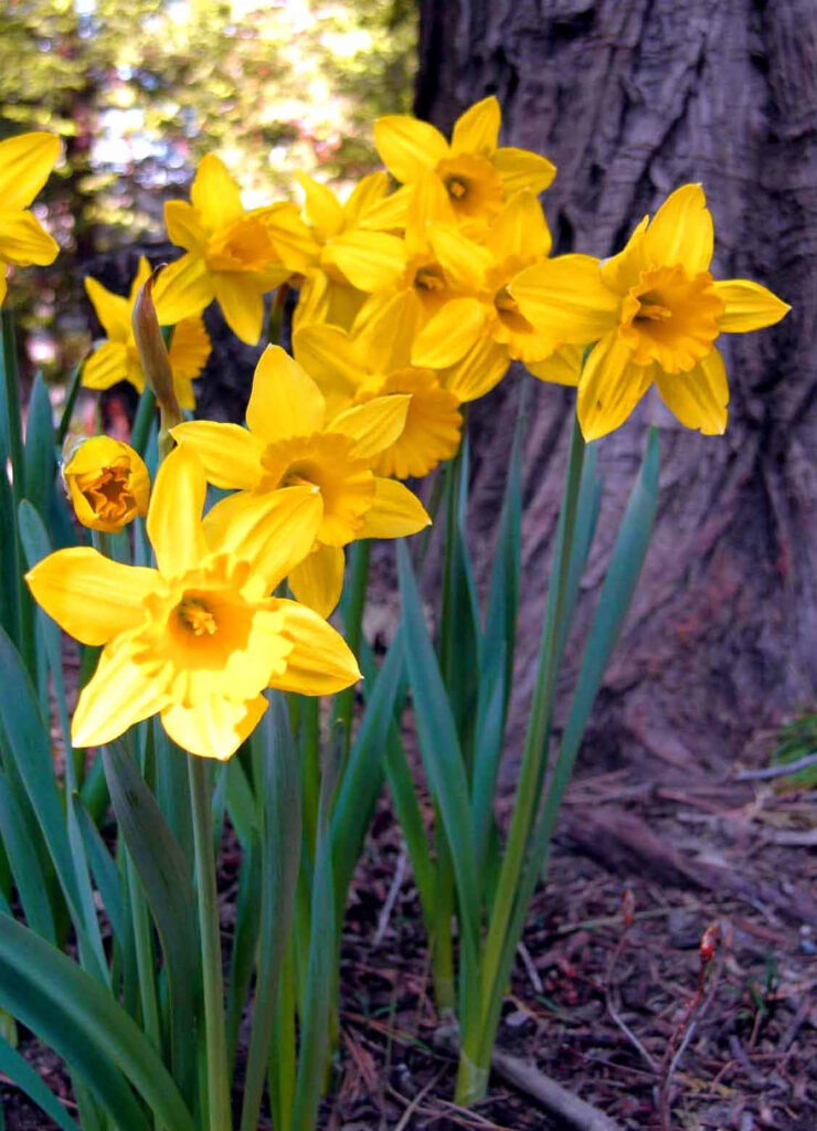 Cheerful Yellow Daffodils in Bloom: Vibrant Nature Wallpaper