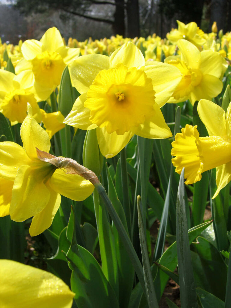 Vibrant Daffodils Blooming Wallpaper - Serene Springtime Background