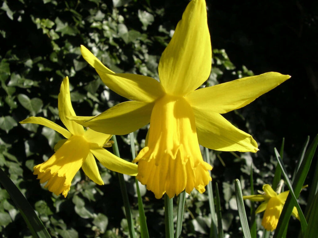 Cheerful Yellow Daffodils Wallpaper: Vibrant Springtime Glow