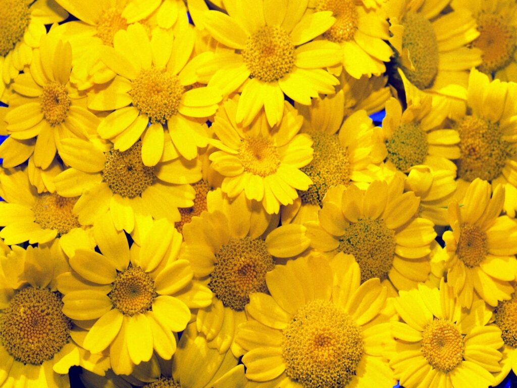 Vibrant Yellow Daisies Wallpaper: Cheerful Floral Background