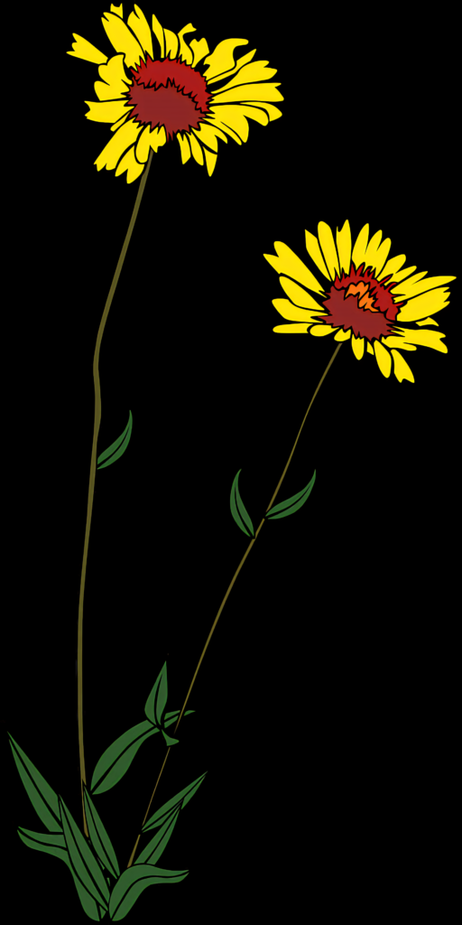 Vibrant Yellow Daisies with Red Centers on Elegant Black Background Wallpaper