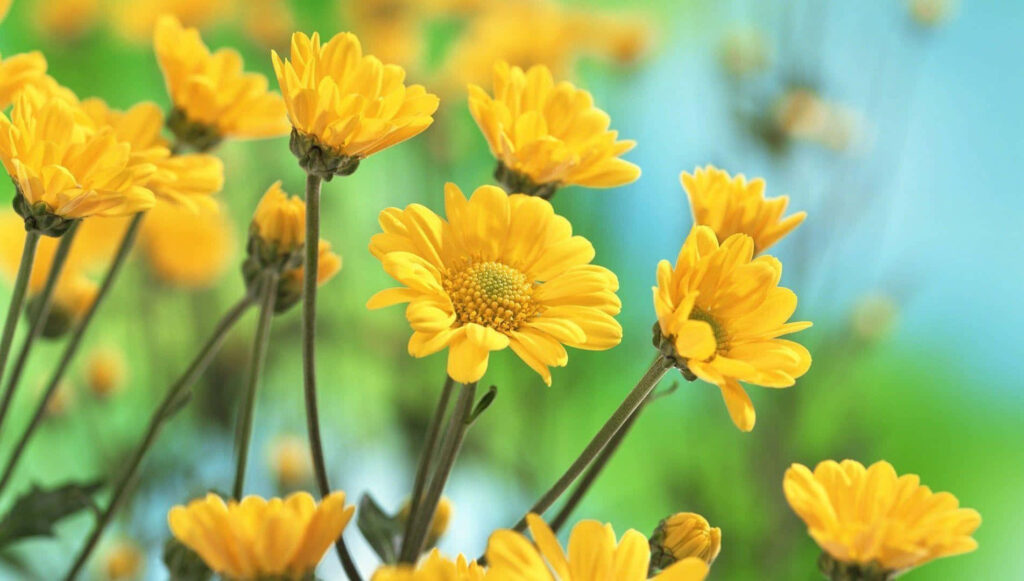 Vibrant Yellow Daisies Wallpaper for a Refreshing Background