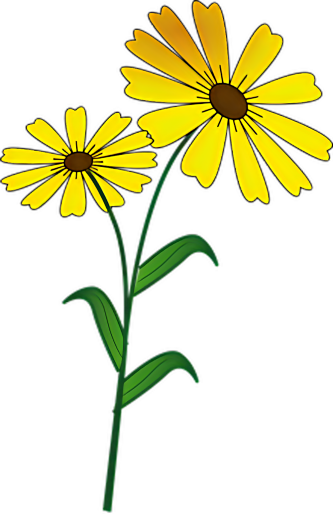 Vibrant Yellow Daisies on Transparent Background - Cheerful Floral Art Wallpaper