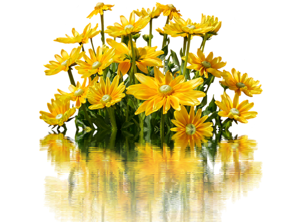 Vibrant Yellow Daisies Wallpaper with Mirror Effect on Transparent Background