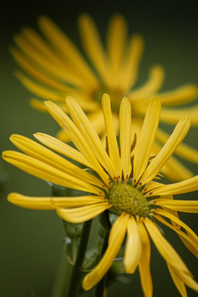 Vibrant Yellow Daisy Petals with Soft Green Background Wallpaper