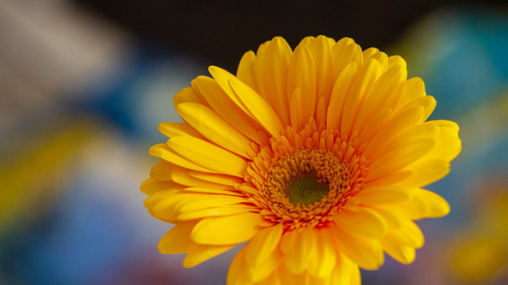 Vibrant Yellow Daisy Wallpaper: Uplifting Springtime Background