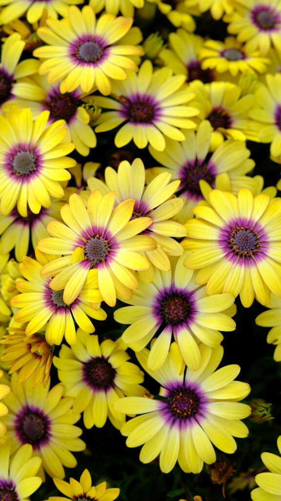 Vibrant Yellow Flower Wallpaper: Cheerful Daisy-Inspired Background