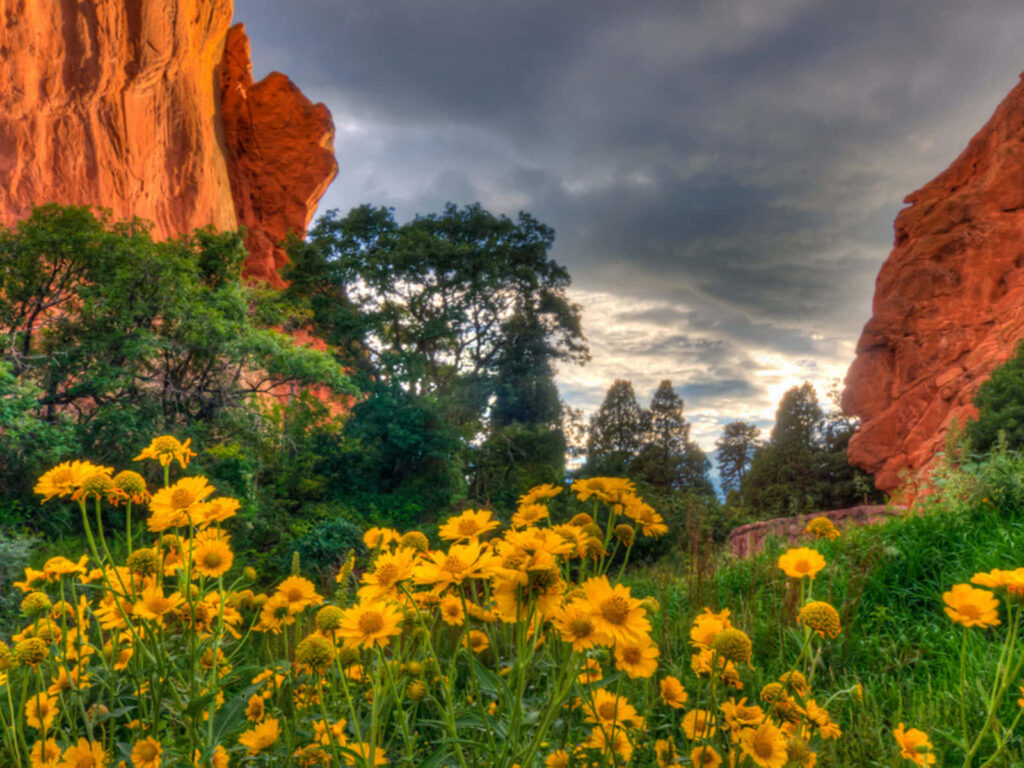 Vibrant Yellow Daisies Against Rocky Mountains: Springtime Background Wallpaper