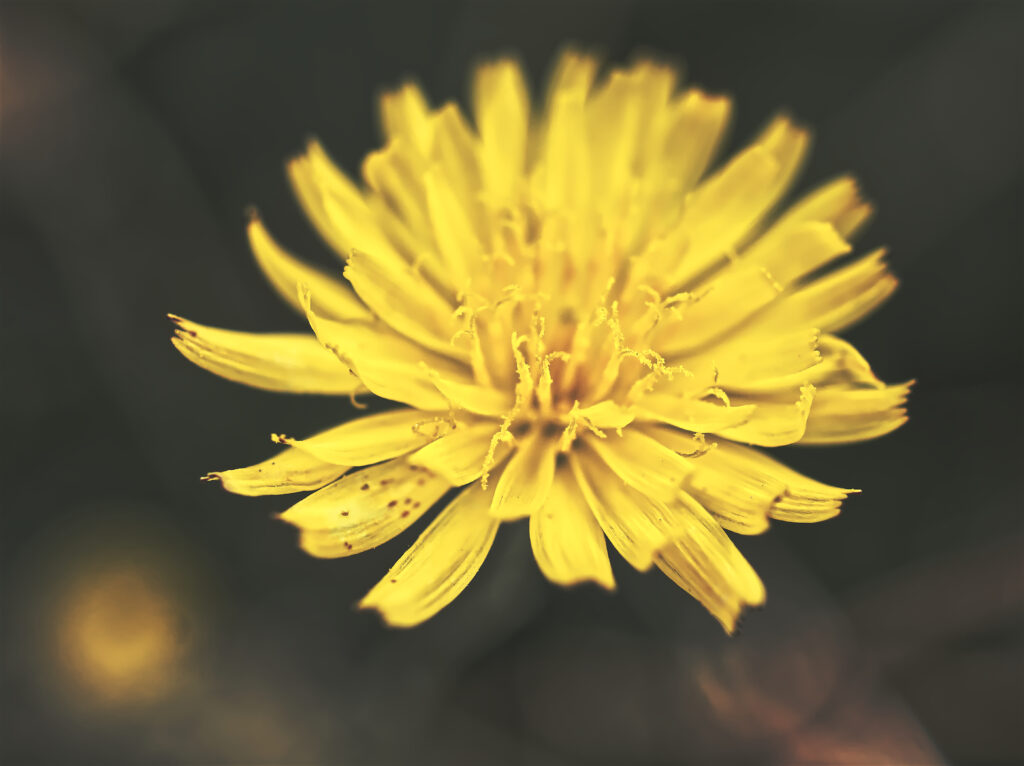 Macro View of Vibrant Yellow Dandelion Flower Against Soft Background Wallpaper