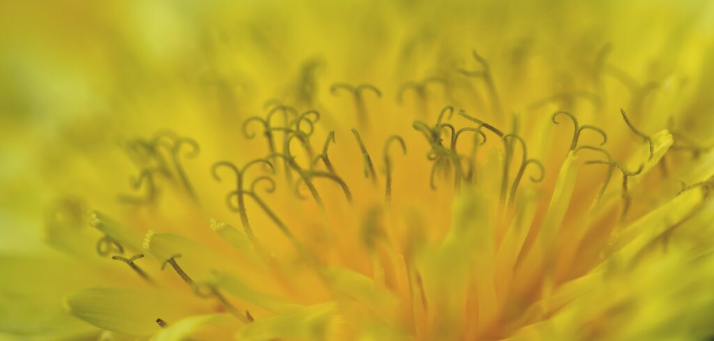 Vibrant Yellow Dandelion Macro: Delicate Petals & Pollen Wallpaper