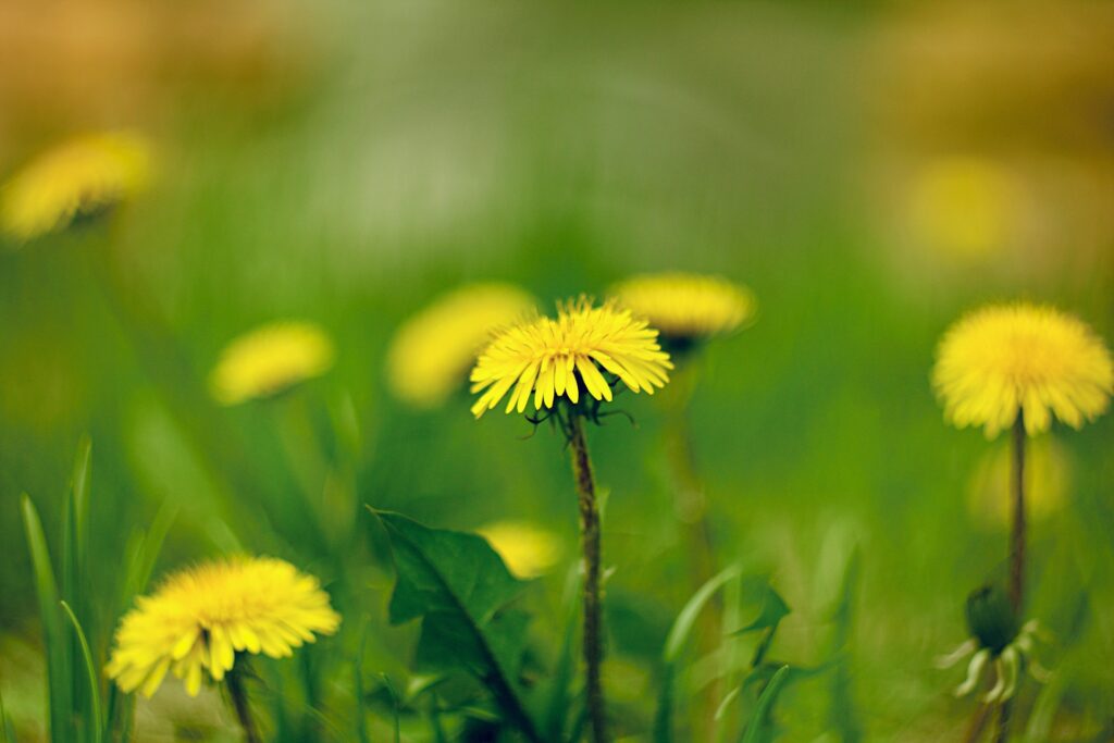 Vibrant Yellow Dandelions Macro Wallpaper - Spring Dreamy Background