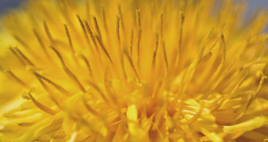 Intricate Yellow Dandelion Macro Shot - Wallpaper Background