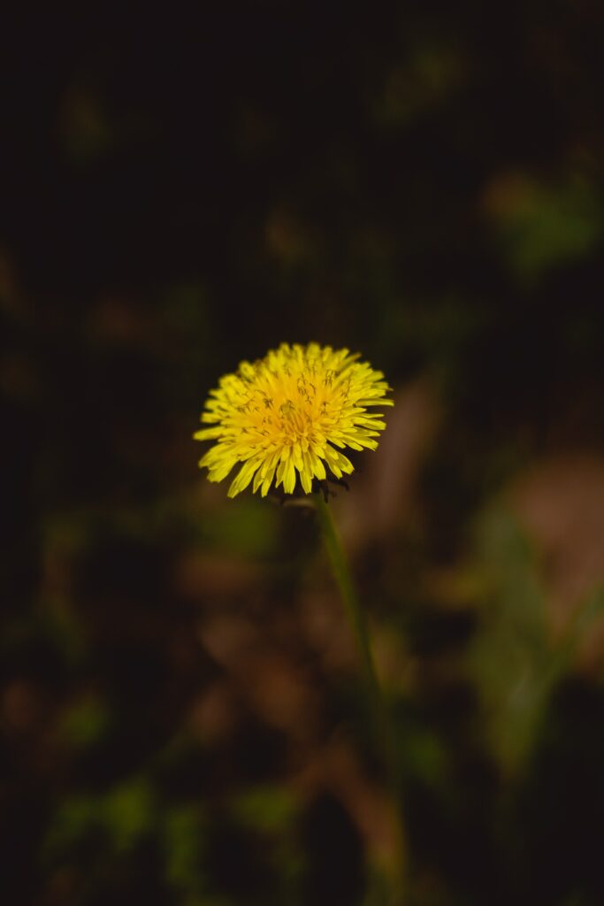 Vibrant Yellow Dandelion Macro against Dark Blurred Background Wallpaper