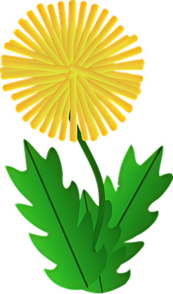 Vibrant Yellow Dandelion Vector on Transparent Background Wallpaper