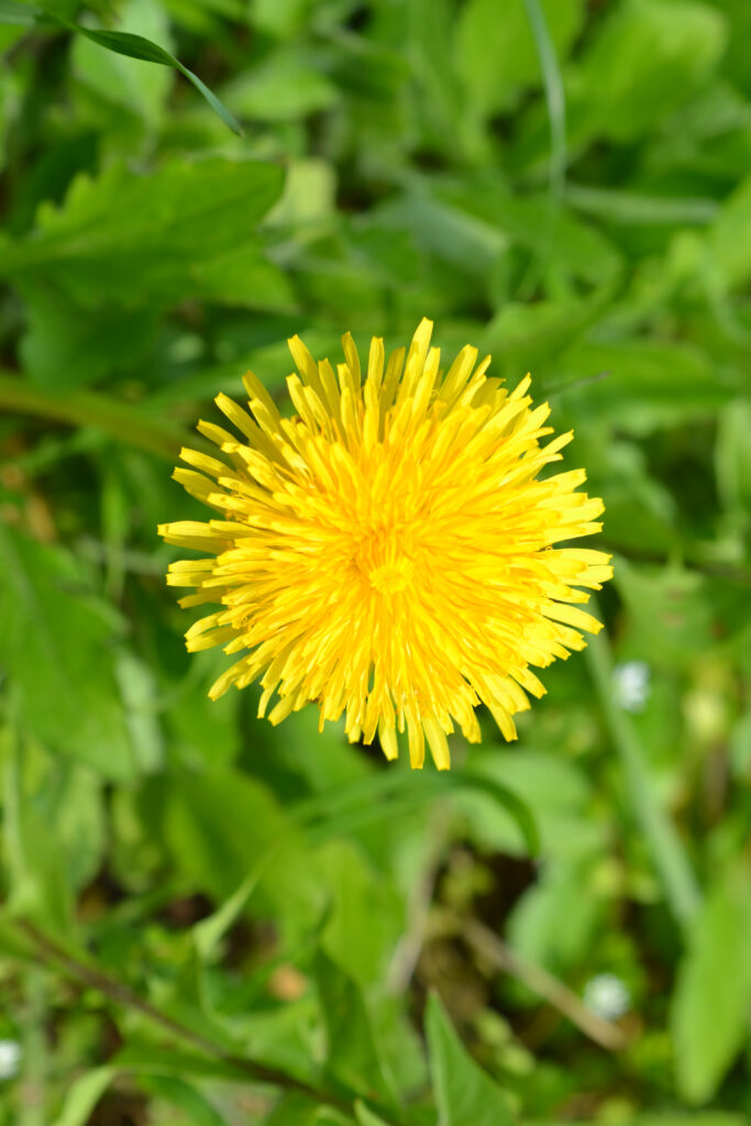 Vibrant Yellow Dandelion Macro Wallpaper Against Green Background