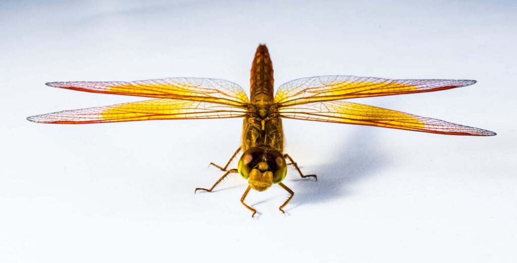 Vibrant Yellow Dragonfly Wallpaper with Delicate Wings and Patterns